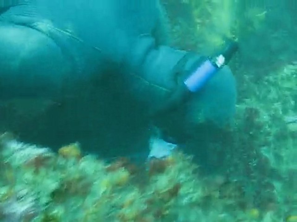 Chasse sous marine tir sur  royale