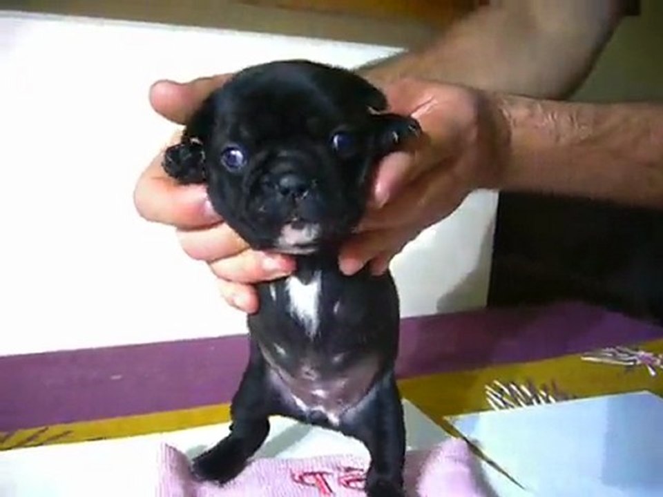 chiot bouledogue français
