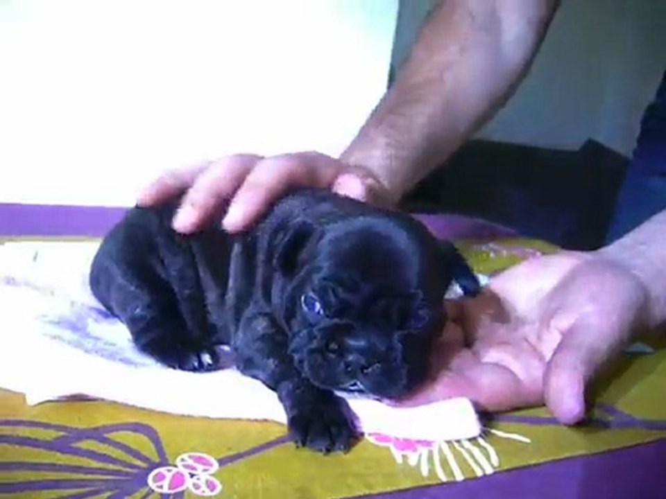 chiot bouledogue français