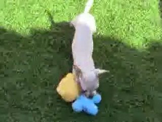 Cachorro chihuahua Criadero.Mini Toy