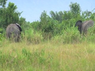 Dwindling elephant numbers blamed on DRC soldiers
