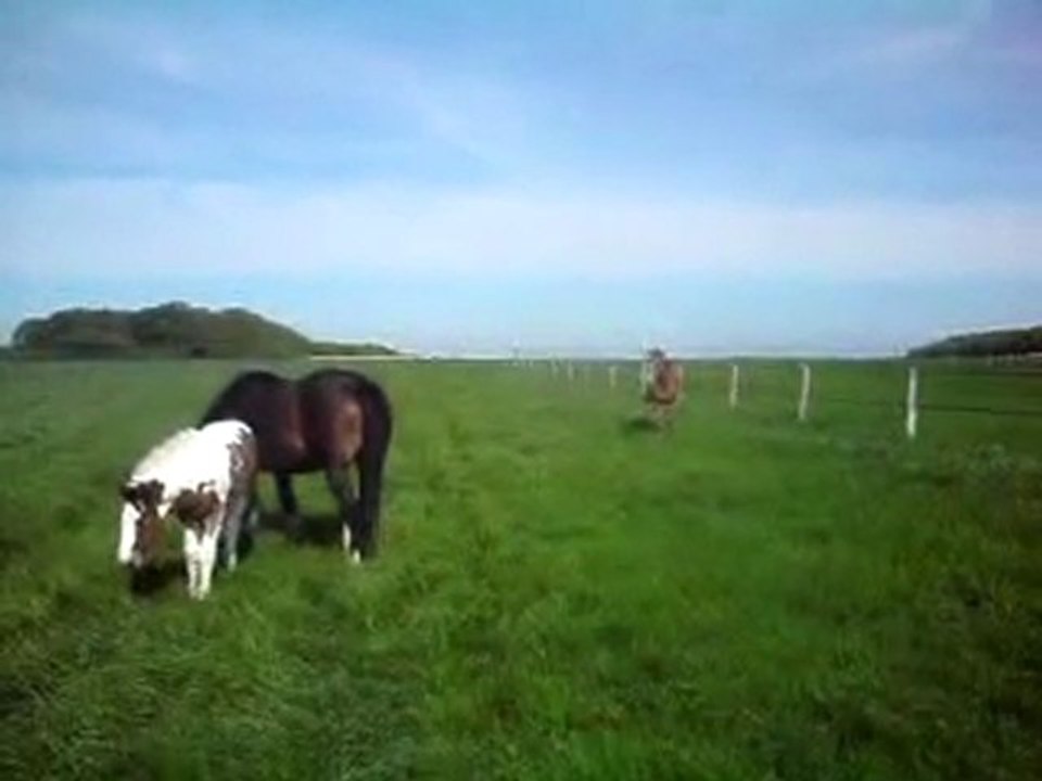 Changement de pré pour les filles