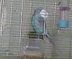 JUMBO ÇİFTİMİN ÇİFTLEŞME VİDEOSU (SESLİ)