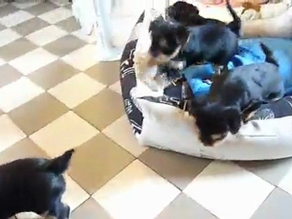 les bébés de Boheme vidéo1