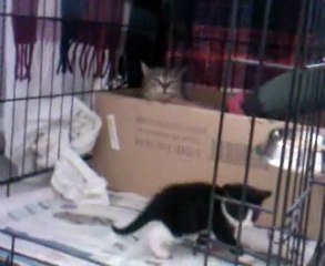 Premiers pas de chats, et deja abandonnés.