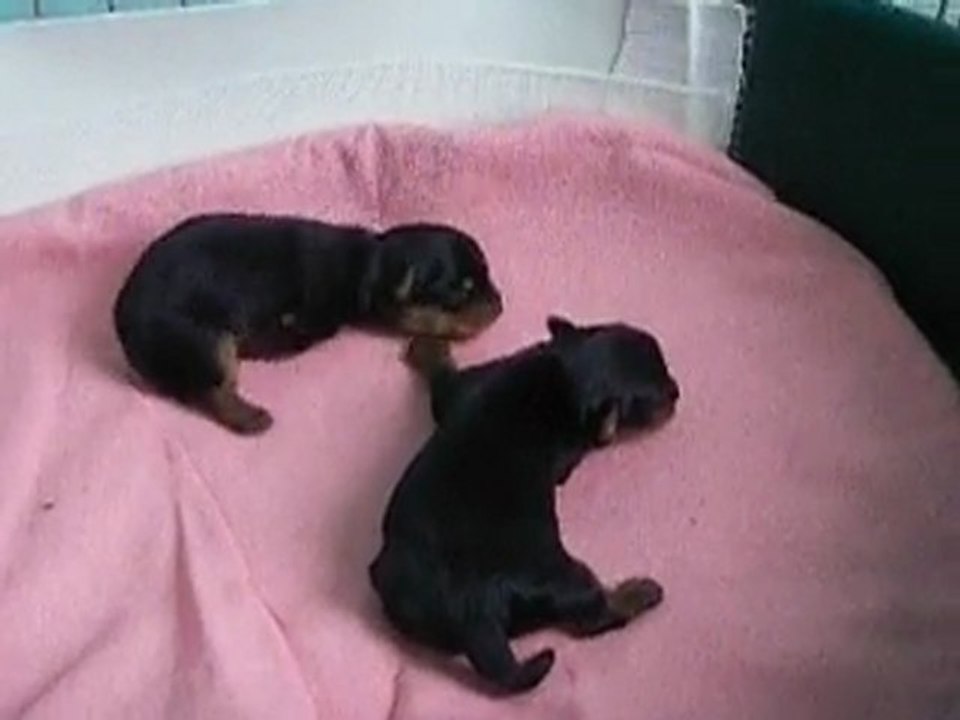 Les bébés 2010