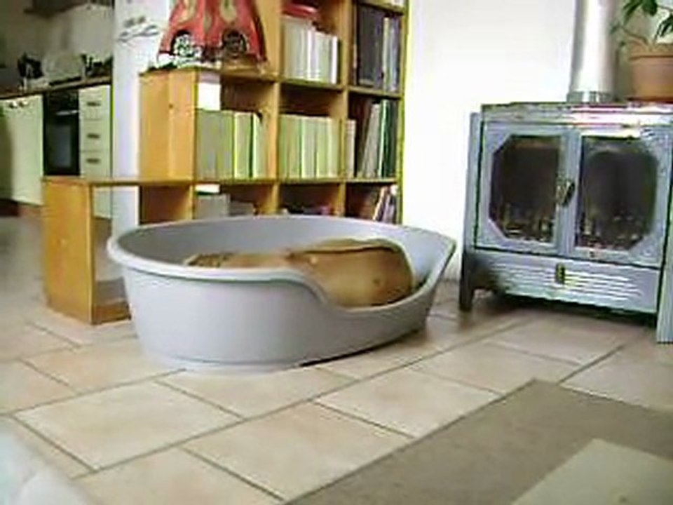 sursauts anormaux chien 4