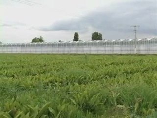 Les avantages de la serre et de la culture hors-sol