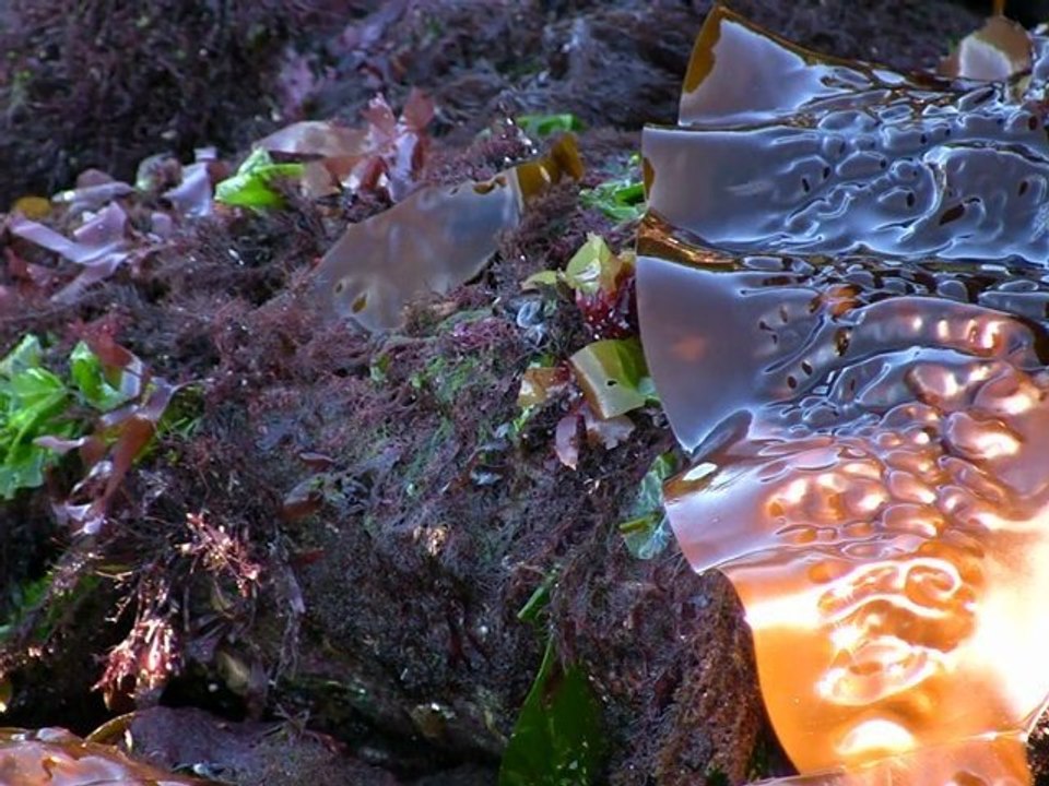 Walking A Sitka Alaska Beach