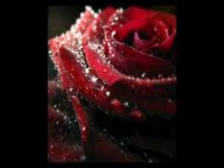 TURNALARA TUTUNDA GEL