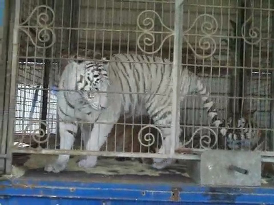 Tigres du Bengale - cirque