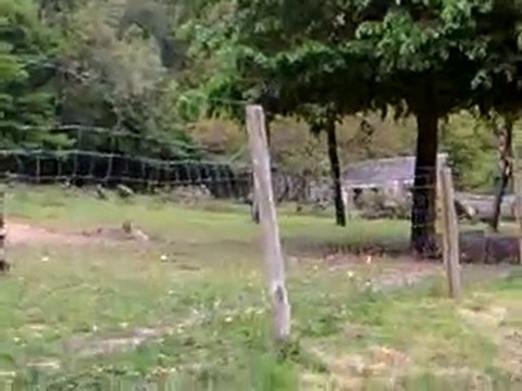 Reconstitution duclair.