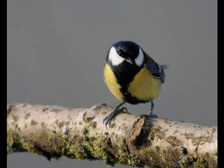la mesange charbonniere 2010