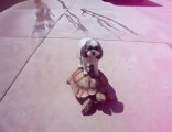 Un chien sur le dos d'une tortue