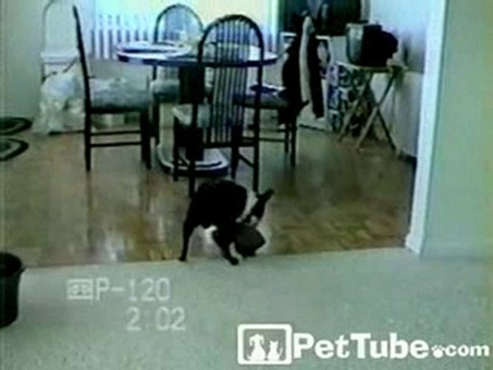 A Boston Terrier with Hands