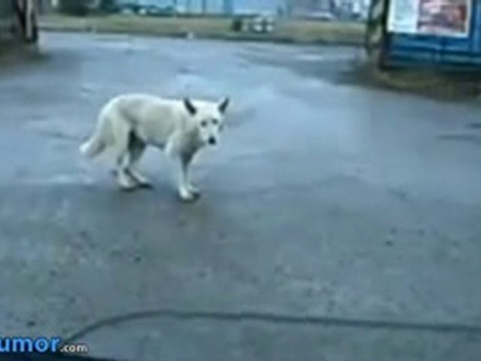 Funny Dancing Techno Dog