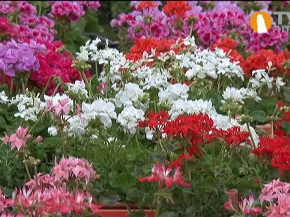 15ème Fête des Géraniums à Picquigny