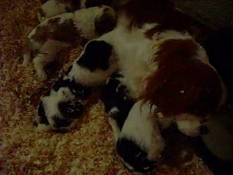 CHIOTS CAVALIERS KING CHARLES