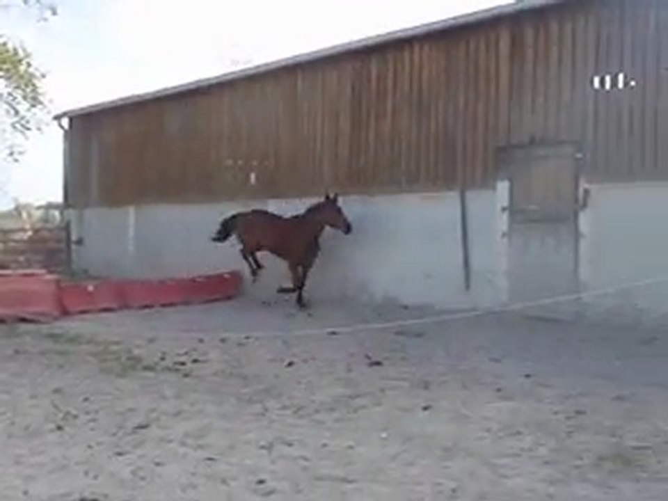 Ecurie du Nevez Starlette 2