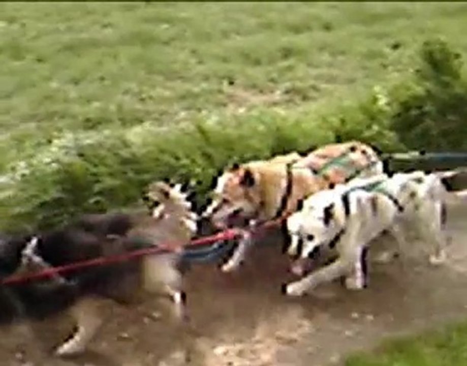 entrainement musher junior