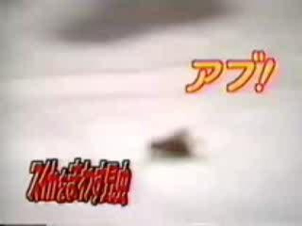 dresseur mouche japon tv