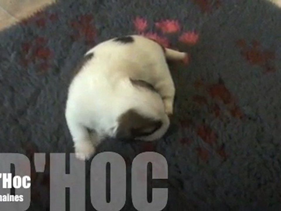 Ad'Hoc 2 semaines