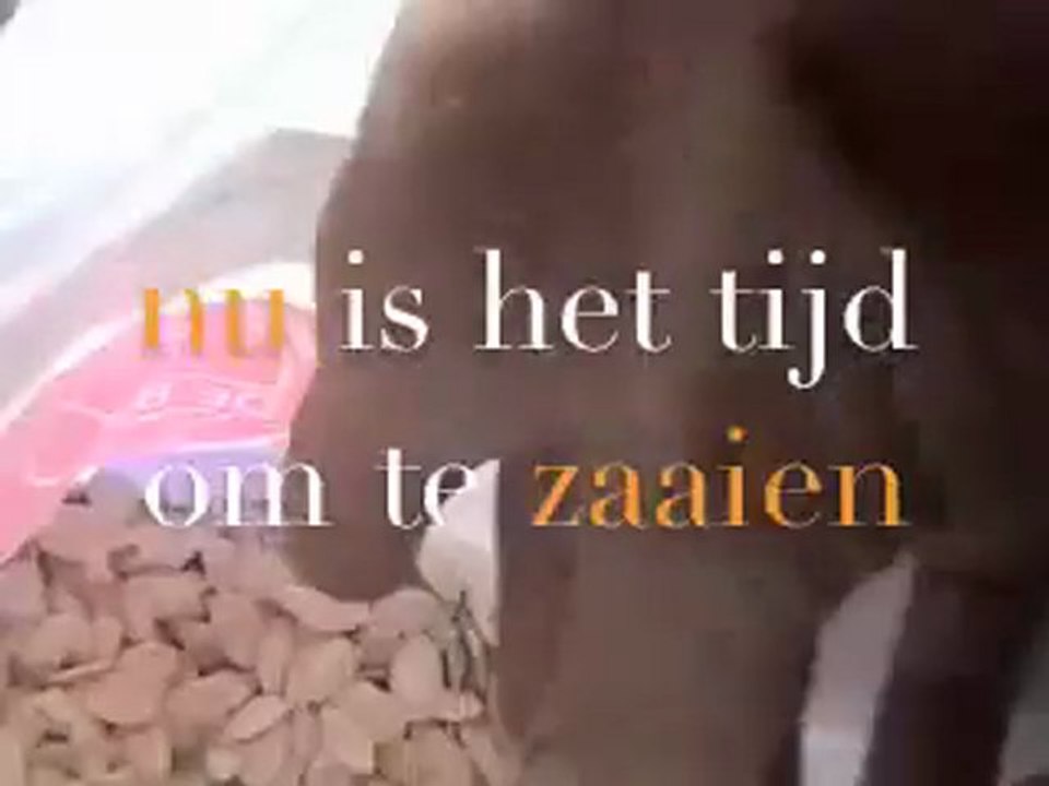 pompoenwedstrijd