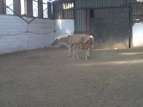 1 mois 1 jours et 1 mois 2 jours pour spirit