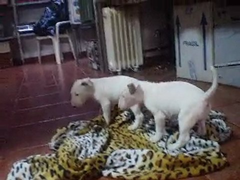 Covadonga y alguno más