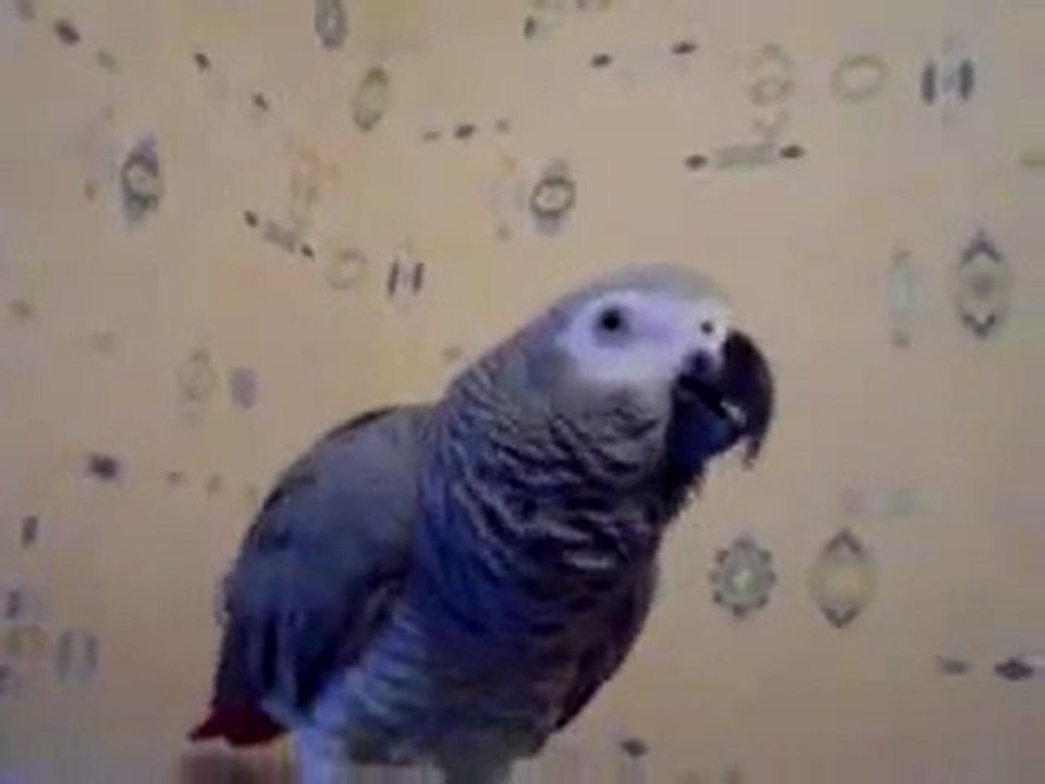 coco le perroquet a une dent contre sarkozy