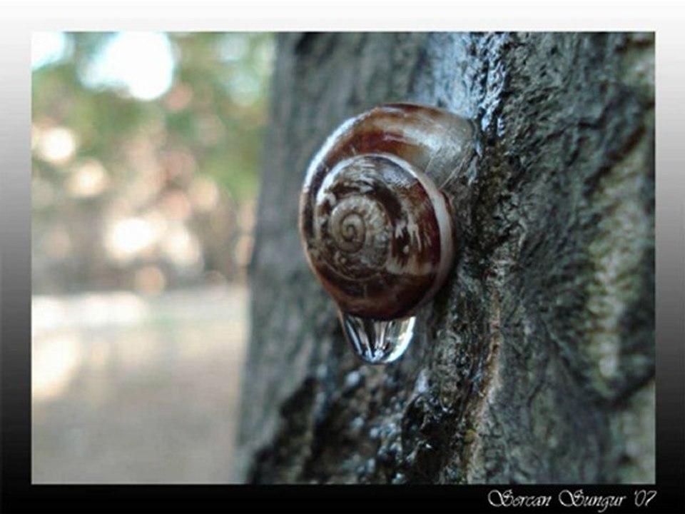 Muazzez  Ersoy - Huma Kuşu - Babuba