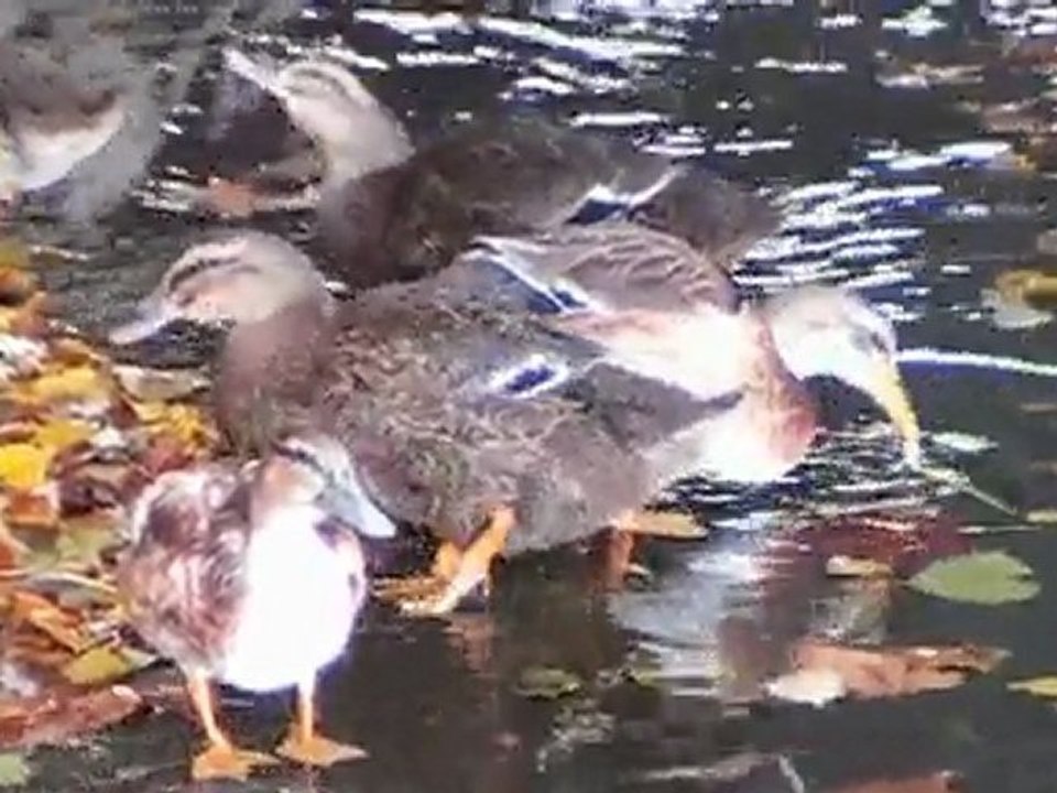 mouettes et canards