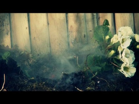 Eco-jardinage : les auxiliaires