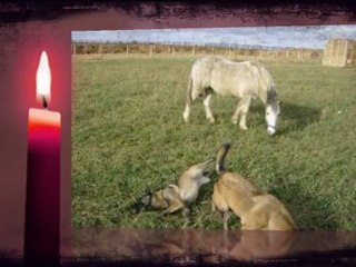 Vegas notre chouchou, notre ange!!!!