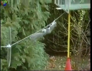 NAVAS CHUNDAMPATTA    ..... Animali