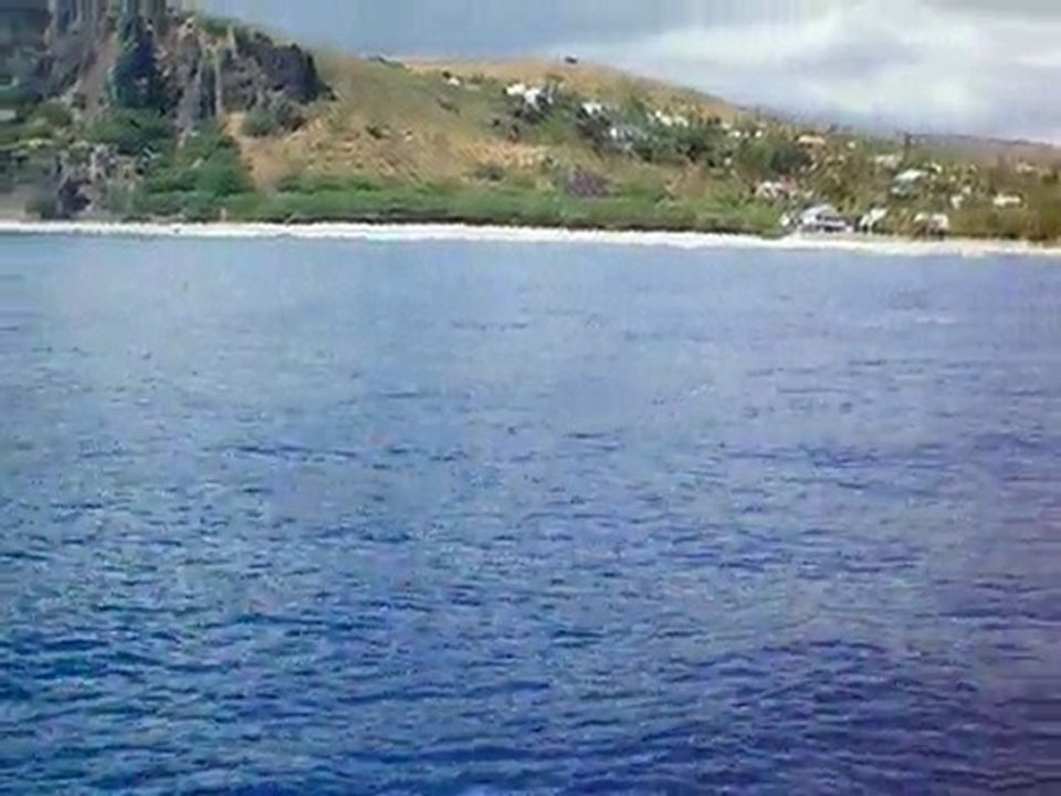 avril 2010 Les dauphins au large de l'Ermitage