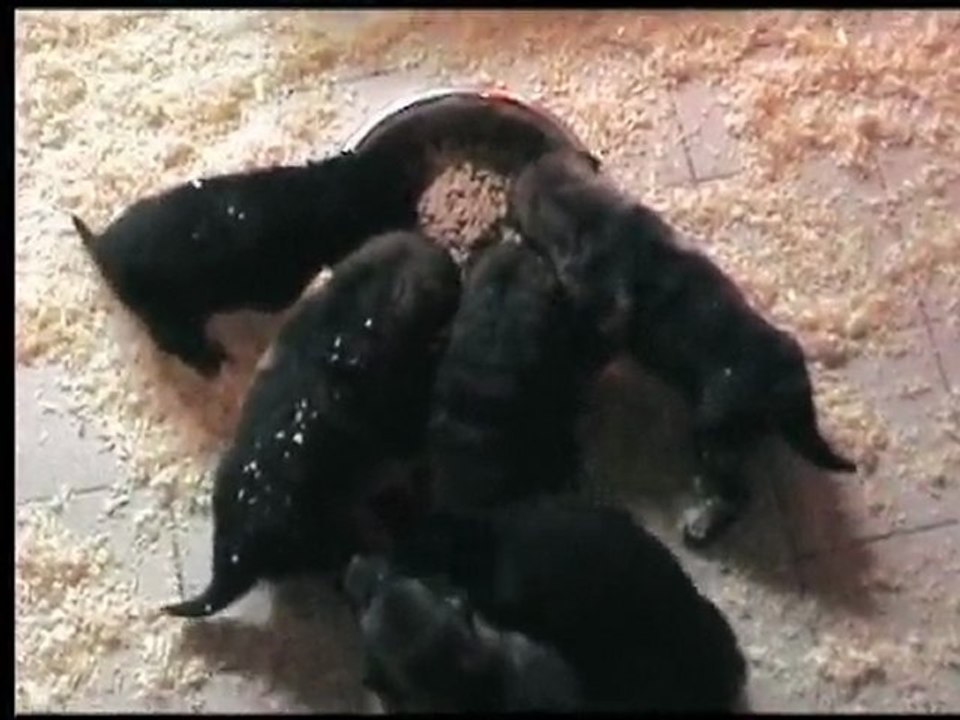 chiots vodka/annubis le 06 mai 2010