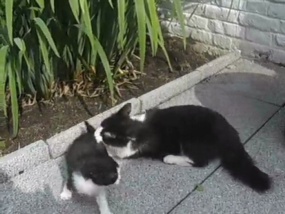 Chatons 6 semaines