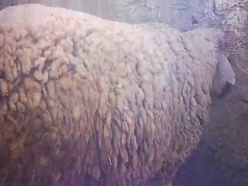 Mouton sacrifié pour la naissance d'un enfant