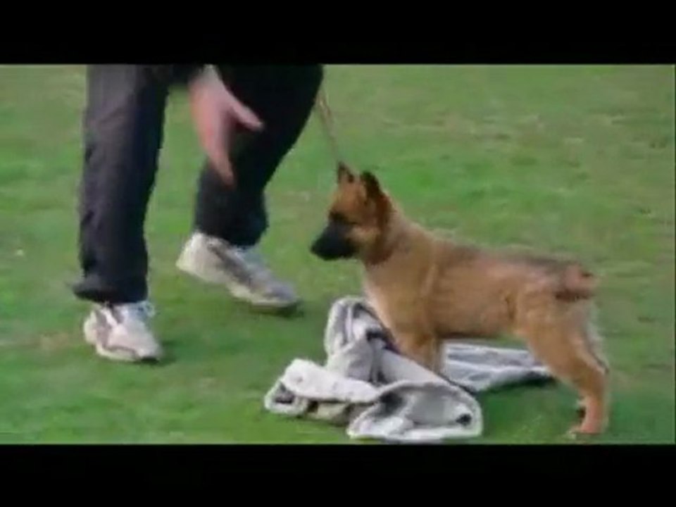 Socializacion Temprana en Cachorros