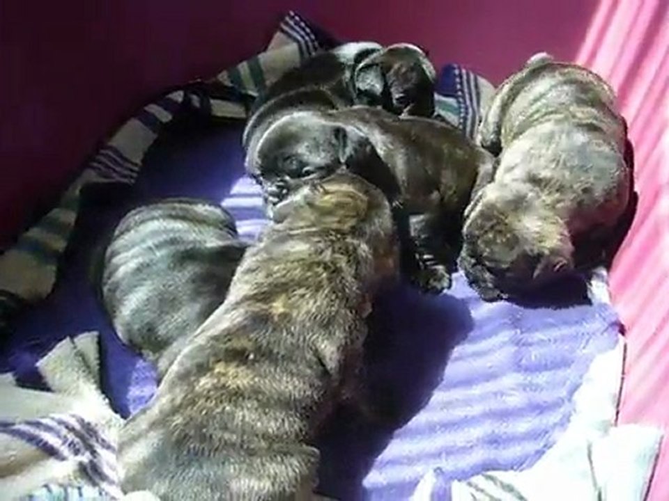 chiot bouledogue français