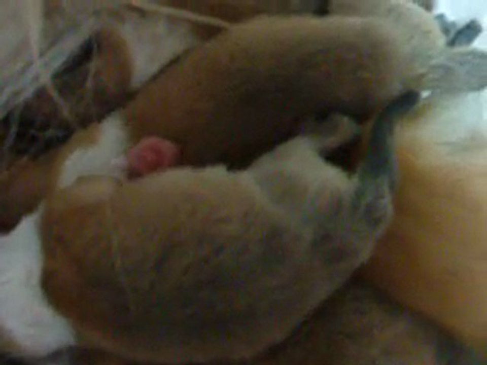 BBchelseaxcavalier 1er jour 058