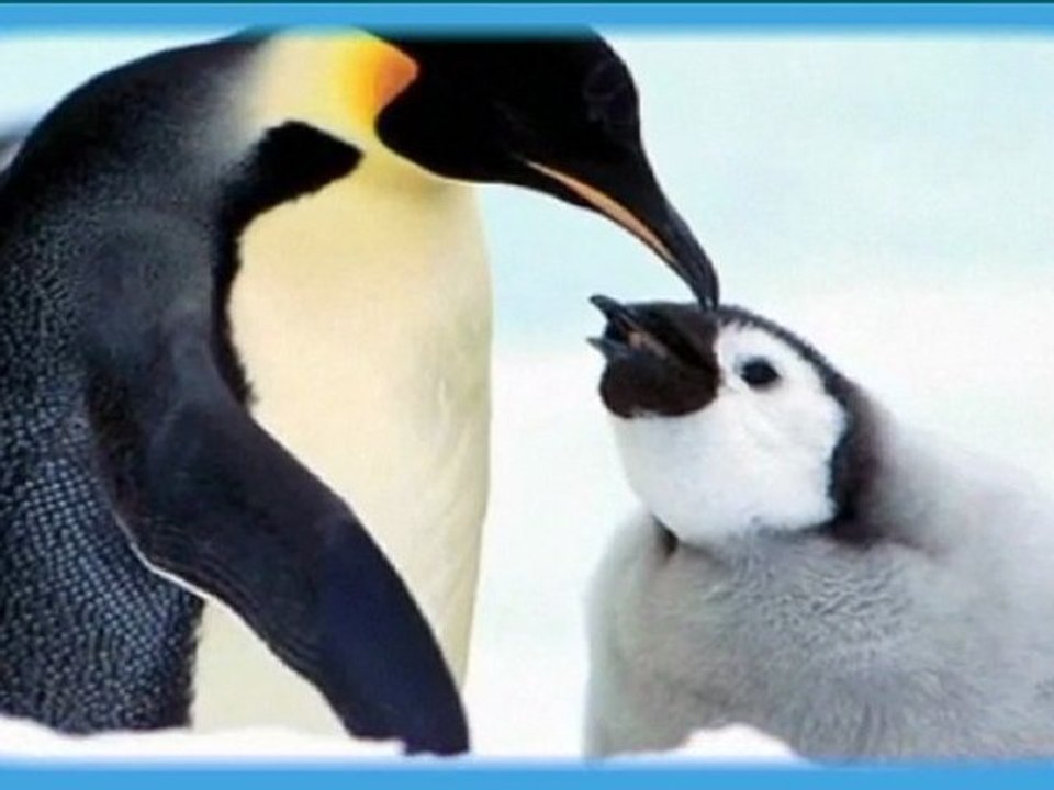 dédicace à tous les pingouins