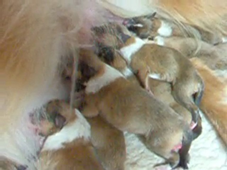 BBchelseaxcavalier 1er jour 057