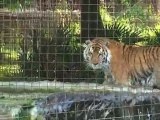 Big Cat Rescue Awarded Great NonProfit