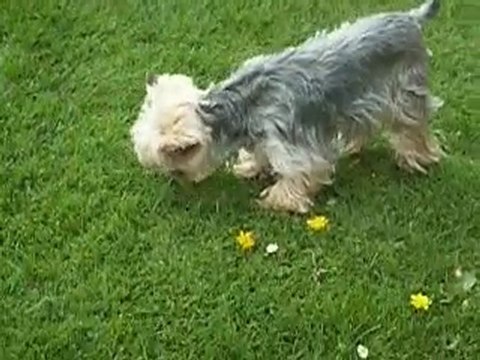 Amadeus et Divine Comédie