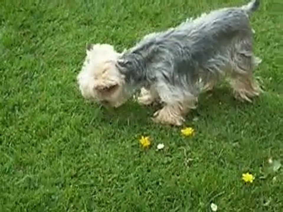 Amadeus et Divine Comédie