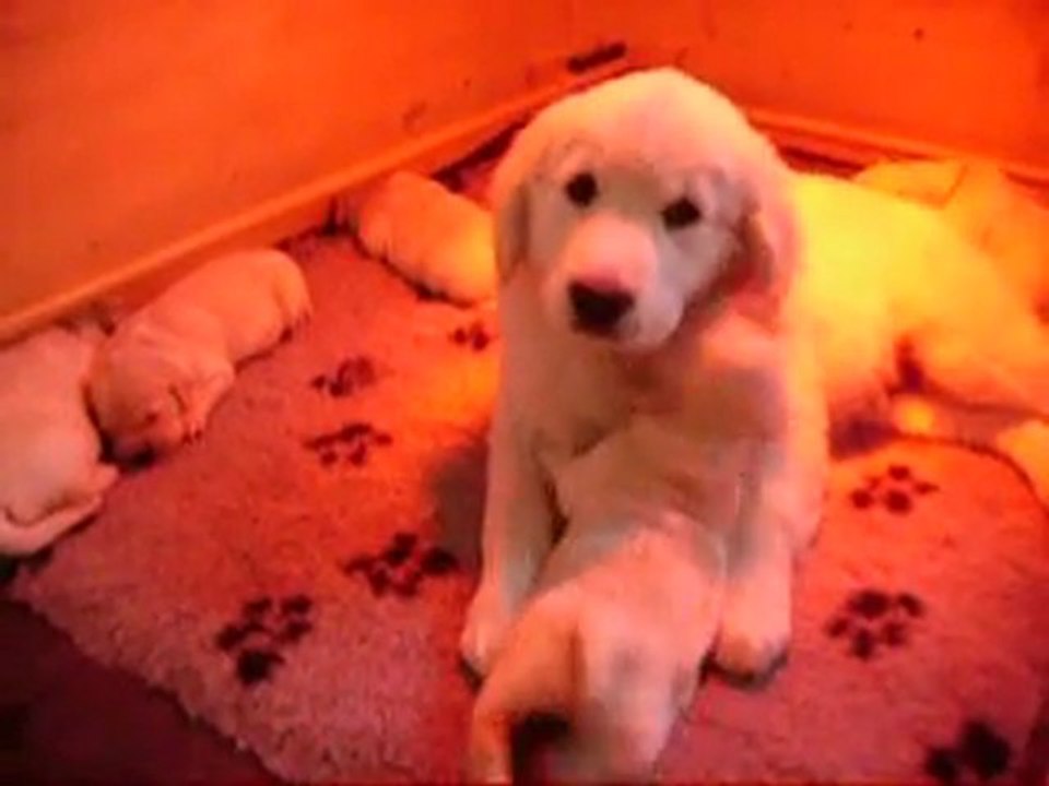 Fancy et les chiots golden retriever
