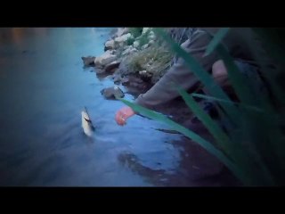 Truite Moulin Sauvage