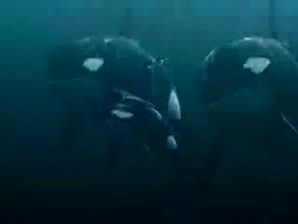 Trailer Free Willy 4 : Escape from pirate's cove